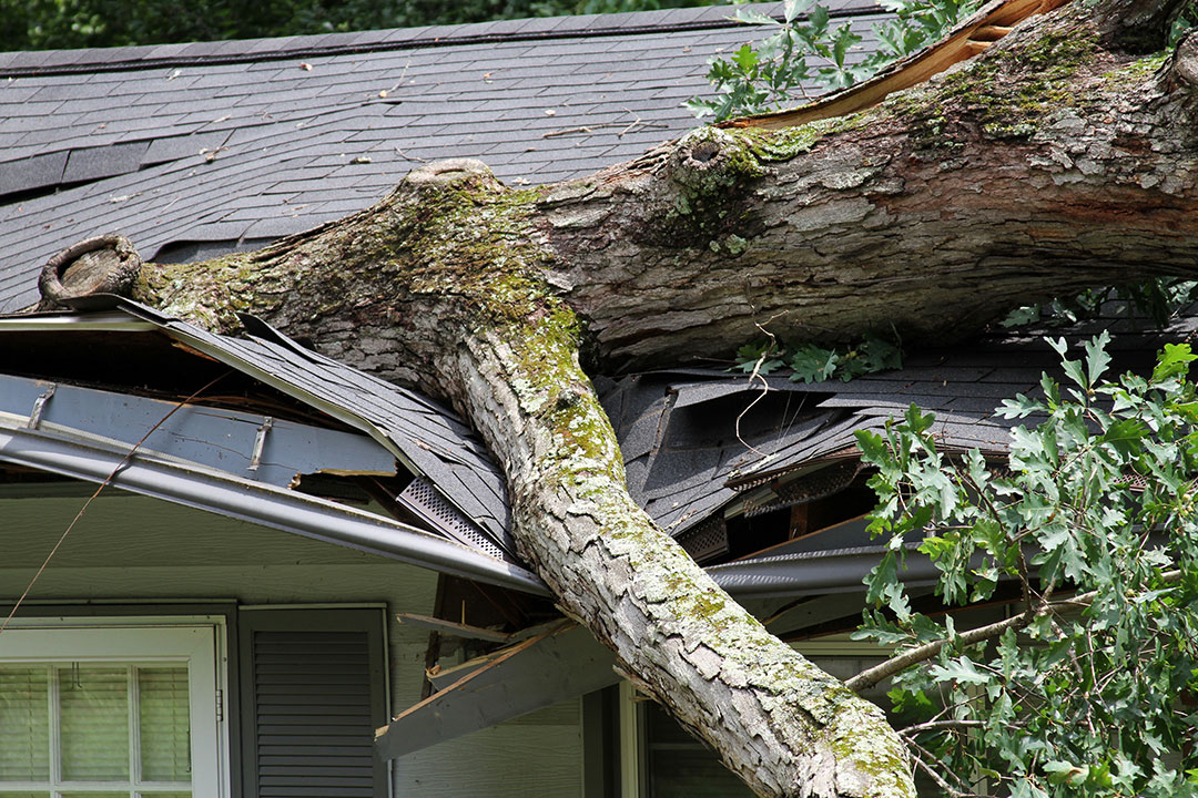 Fallen tree damaging roof of a home